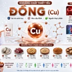 Đồng